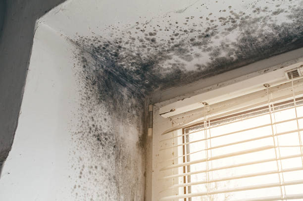 Affordable Hvac And Air Duct Mold Remediation solutions in Paeonian Springs, VA